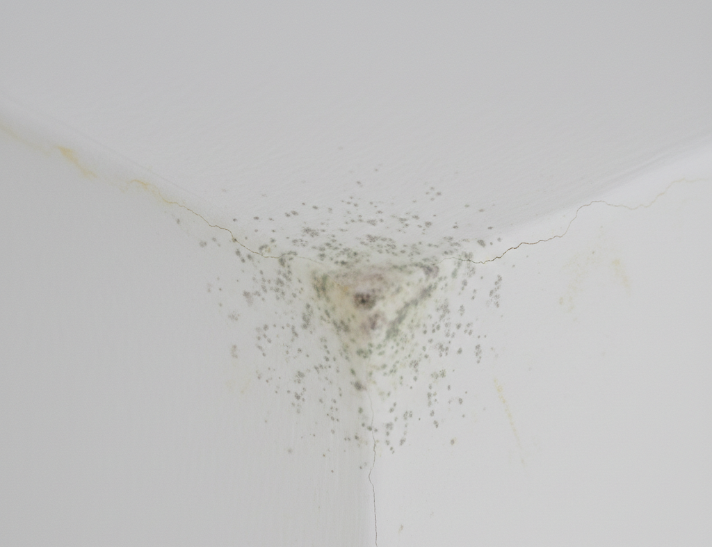 Schimmel in Zimmerecke